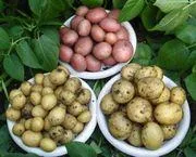 Элитные семена картофеля