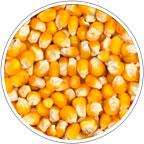 Семена кукурузы Машук 175 МВ