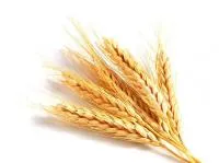 Пшеница озимая Маркиза