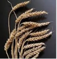Пшеница озимая "Элегия"