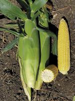 Семена кукурузы АРГОС (SF-201) F1