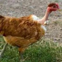 Суточные цыплята кур породы Голошейка (испанка)