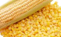 Кукуруза фуражная 14% влажность