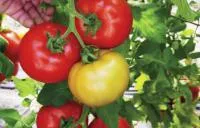 Семена томатов Аттия