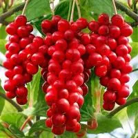 Лимонник китайский (Schisandra chinensis)