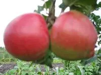 Саджанці яблунь Перлина Києва