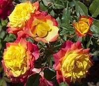 Саженцы розы миниатюрной Триколор