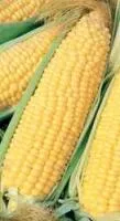 Семена кукурузы сахарной Синьет Signet F1