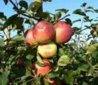 Саженцы яблони Белорусское сладкое