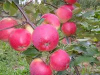 Саженцы яблони Сябрына оптом