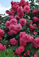 Саженцы розы плетистой Розариум