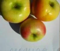 Саженцы яблони Ананас