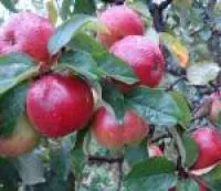Саженцы яблони Антей