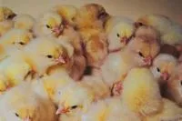 Комбикорм ПК 5-1 для цыплят от 0 до 10 дней
