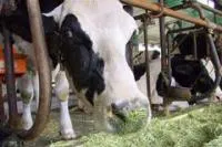 Ремонт молочных ферм