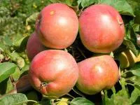 Саженцы яблони Белорусское сладкое