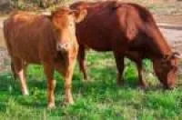 Премексы и престарты для телят, коров