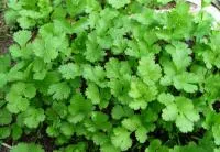 Семена Кориандр/ Coriander, Pop Vriend Seeds