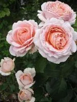 Английская роза Роза Андре Ле Нотре №104