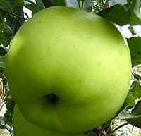 Яблоня Коробовка крупноплодная