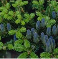 Пихта корейская (Abies koreana)