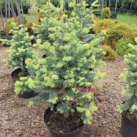 Пихта горная "Compacta" (Abies lasiocarpa) С10