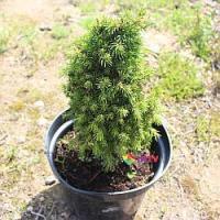 Ель сизая "Compacta" (Picea glauca), С2