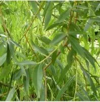 Ива плакучая 'Пендула' (Salix vitellina 'Pendula')