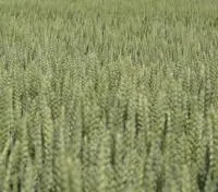 Семена озимой пшеницы Арктис
