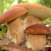 Мицелий белых грибов