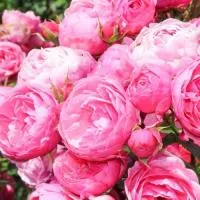 Саженцы Розы флорибунда Помпонелла