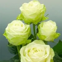 Саженцы Розы чайно-гибридной Зеленая