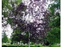 БЕРЕЗА ПЛАКУЧАЯ ИЛИ БОРОДАВЧАТАЯ (BETULA PENDULA) ‘PURPUREA’