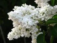 СИРЕНЬ ОБЫКНОВЕННАЯ ‘МАДАМ ЛЕМУАН’ (SYRINGA VULGARIS) ‘MADAM LEMOINE’