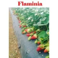 Клубника«Flaminia» (Фламиния)