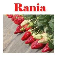 Клубника«Rania» (Рания)