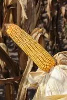 Гибрид кукурузы: ГС 180