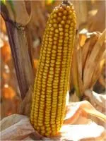 Гибрид кукурузы: ТК 190