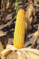 Гибрид кукурузы: ТК 195