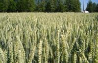 Пшеница озимая Мулан