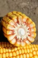 Гибрид кукурузы: ТК 202