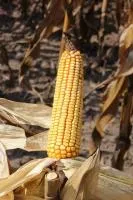 Гибрид кукурузы: МАШУК 180 СВ