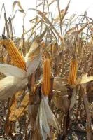 Гибрид кукурузы: ТК 178