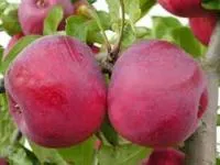 Яблоки дешево в Витебске от агрохозяйства