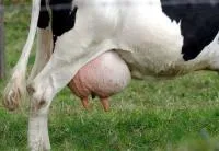 Как избежать мастита у коров