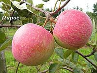 Саженцы яблоня Пирос