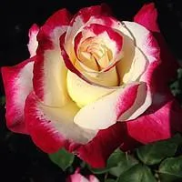 Роза чайно-гибридная DOUBLE DELIGHT