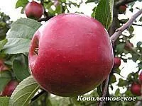 Саженцы яблоня Коваленковское