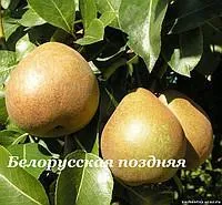 Саженцы груша Белорусская поздняя
