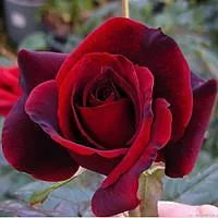 Роза чайно-гибридная BLACK MAGIK (Черная магия)